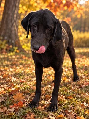 DJ, Black Labrador Retriever, adult, available for adoption