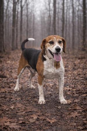 A beagle dog standing on a forest path, with its tongue out and tail raised, surrounded by fallen leaves and trees in the background.
