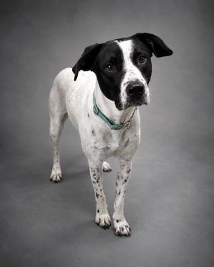 A black and white dog with a green collar standing on a gray background.