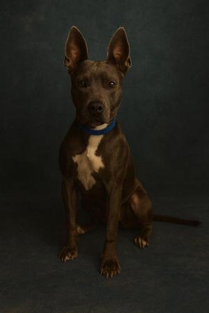 Luna, American Staffordshire Terrier, young, available for adoption
