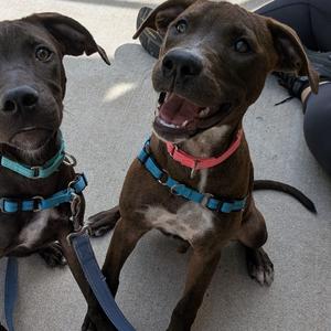 Stanley, Mixed Breed (Medium), available for adoption