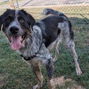 A black and white dog with brown spots standing on grass, its tongue out and tail up.
