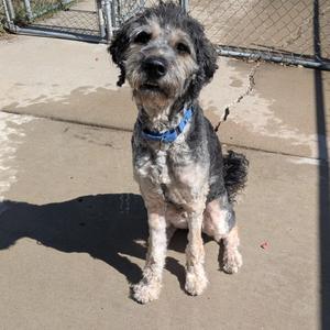 A scruffy dog with a blue collar sitting on a concrete surface, casting a shadow.