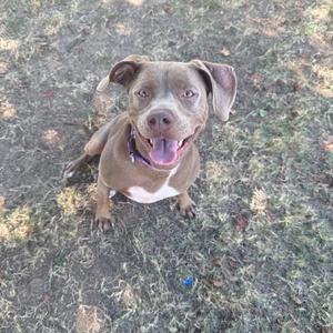 A brown dog with a white chest and a purple collar is sitting on grass, looking up with its mouth open and tongue out.