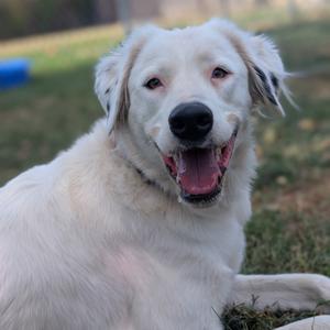 A white dog with floppy ears and a black nose is lying on grass, smiling with its mouth open.