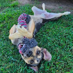 Jasper, Cattle Dog, Australian (Blue Heeler), young, available for adoption
