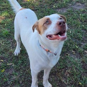 Tex, Mixed Breed (Large), adult, available for adoption
