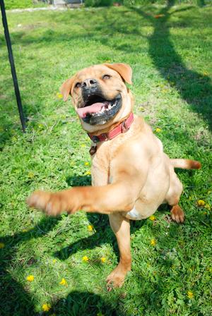 Tulsa SPCA