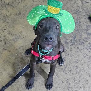 Yeti, Mixed Breed (Medium), available for adoption