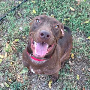 A brown dog with a red collar sitting on grass, looking up with its mouth open and tongue out.