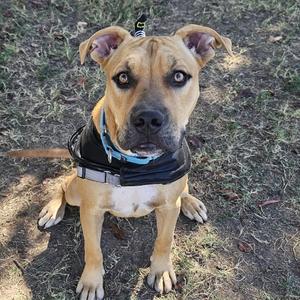 A brown dog with a black harness and blue collar sitting on the ground.
