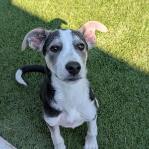 Rengi, American Blue Heeler, available for adoption