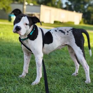 MillieMoo "Millie", Mixed Breed (Medium), adult, available for adoption