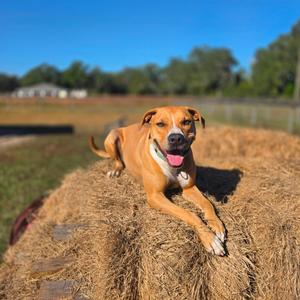 Sara Lee, Hound, adult, available for adoption