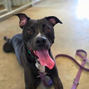 Buddy Boy, Mixed Breed (Medium), adult, available for adoption