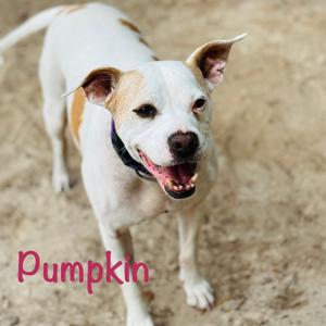 A dog named Pumpkin