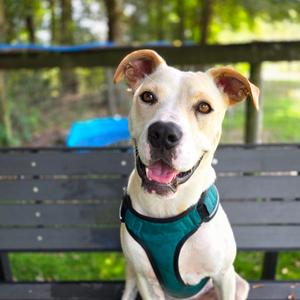 Ilyas, Mixed Breed (Medium), young, available for adoption