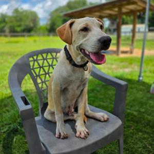 Ian, Mixed Breed (Medium), young, available for adoption