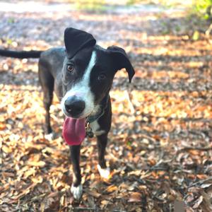 Dorothy Joy, Mixed Breed (Medium), young, available for adoption