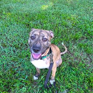 Cinder, Mixed Breed (Medium), young, available for adoption