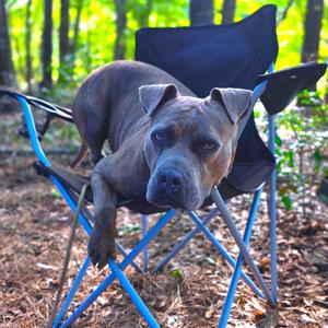 Johnny, Mixed Breed (Medium), adult, available for adoption