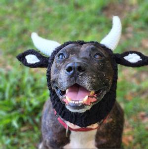 Frankie, Bulldog, senior, available for adoption