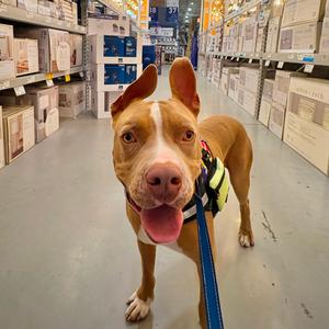 Beau, Mixed Breed (Large), adult, available for adoption