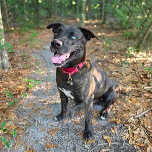 A brindle dog with one blue eye and one brown eye sits in a wooded area, looking towards the camera with its tongue out.