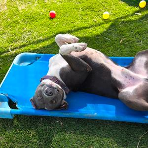Chase, Mixed Breed (Medium), young, available for adoption