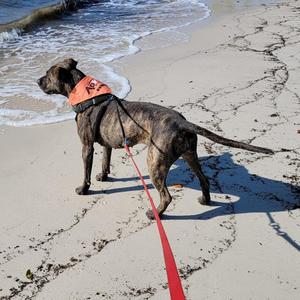 A dog standing on a beach