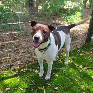 Buck, Mixed Breed (Medium), adult, available for adoption