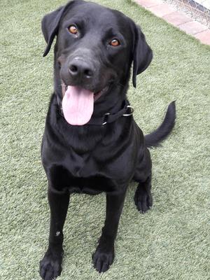 Astro, Black Labrador Retriever, adult, available for adoption