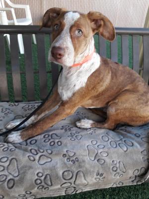 A brown and white dog with floppy ears sitting on a cushion with paw prints on it.