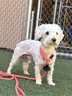 Benny, Poodle / Bichon Frise, adult, available for adoption