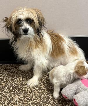 Brandy, Shih Tzu / Terrier, young, available for adoption