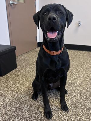 Milo, Black Labrador Retriever / Rottweiler, adult, available for adoption