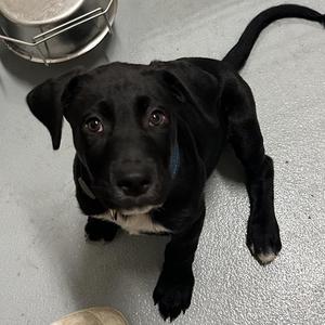 Woody, Labrador Retriever, puppy, available for adoption