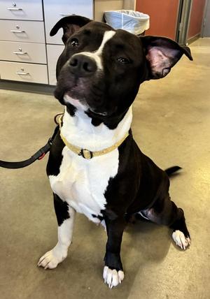 Moira, Pit Bull Terrier, adult, available for adoption
