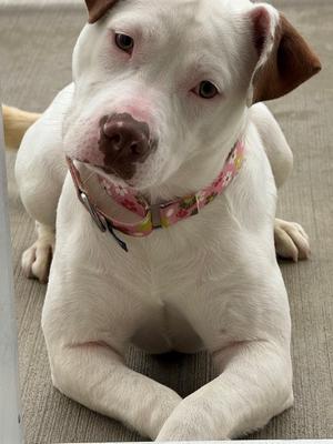 A white dog with brown ears and a pink nose is lying down, wearing a floral collar.