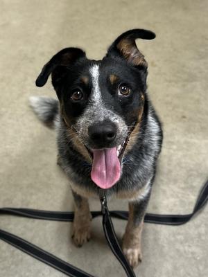 Mossy, Australian Cattle Dog / Blue Heeler, young, available for adoption