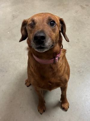 Ella, Hound, adult, available for adoption