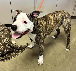 Blooper, Pit Bull Terrier, adult, available for adoption