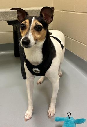 Moxie, Rat Terrier, adult, available for adoption