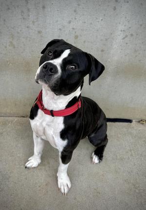 Meatloaf, Pit Bull Terrier, adult, available for adoption