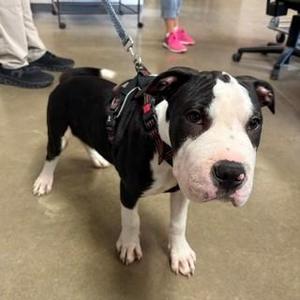 Blue, Terrier, puppy, available for adoption