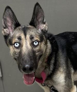 A close-up photograph of a German Shepherd mix dog with striking blue eyes and its tongue slightly out.