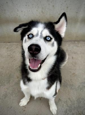 Boris, Husky, adult, available for adoption