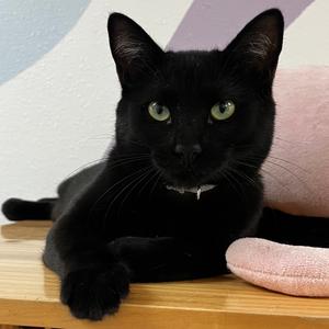 Calvin, adult, available for adoption