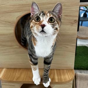Cherry, young, available for adoption