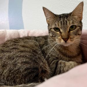 Ramona, adult, available for adoption